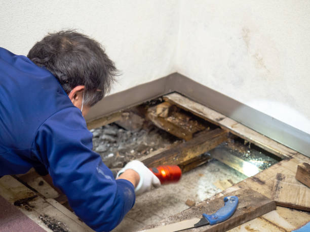 Best Toxic Mold Removal  in Fruitville, FL
