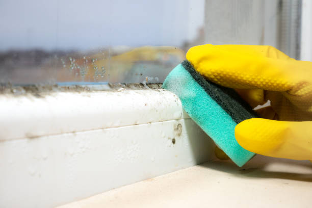 Best Attic Mold Removal  in Fruitville, FL