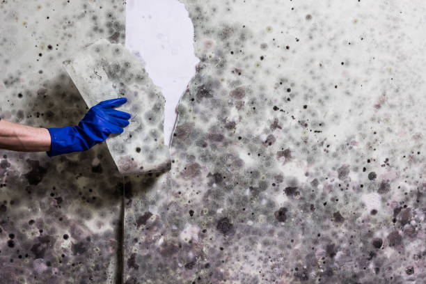 Best Mold Cleaning Services  in Fruitville, FL